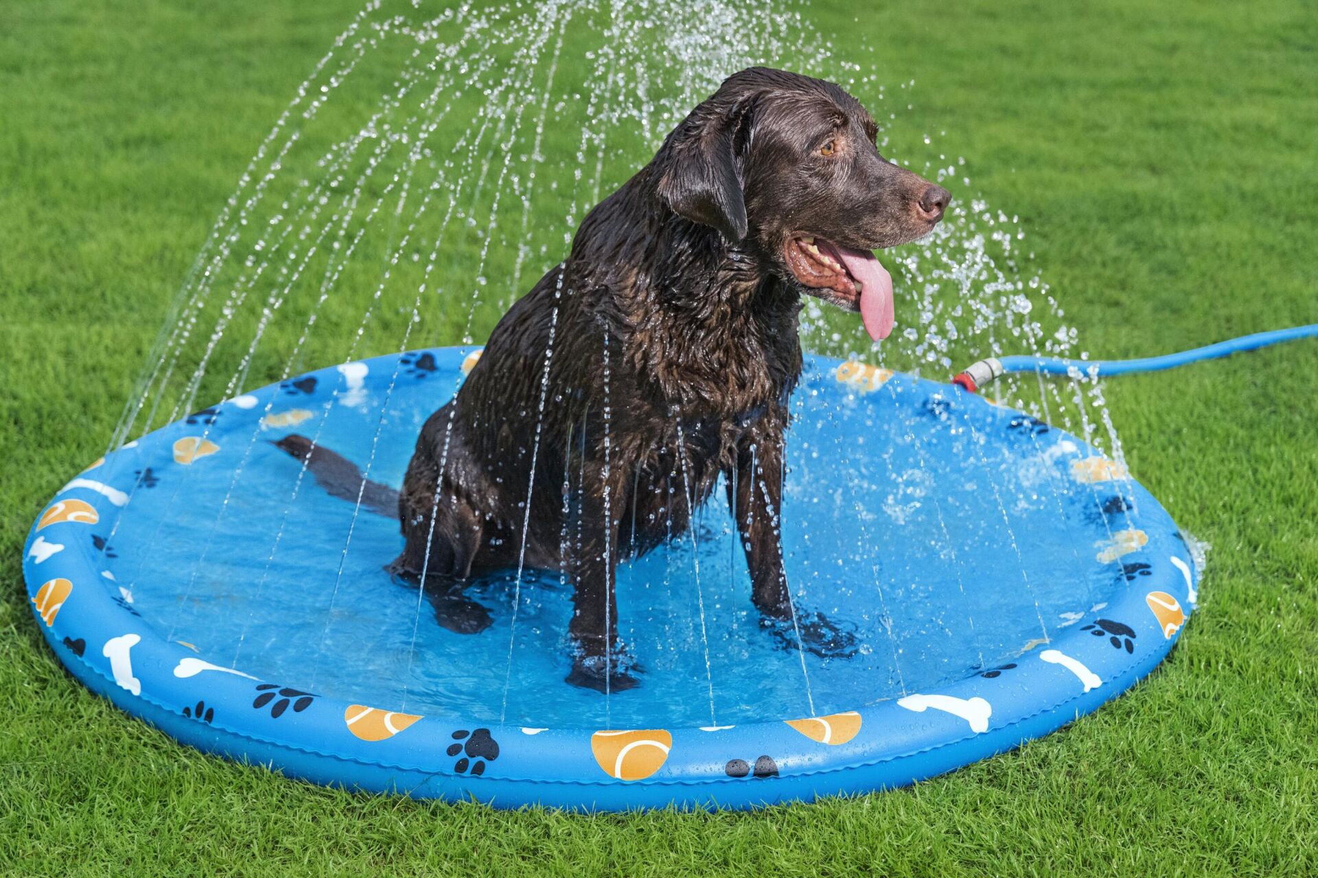 Bestway 52699® Fetchin' Fun™ Evcil Hayvan İçin Su Oyun Matı