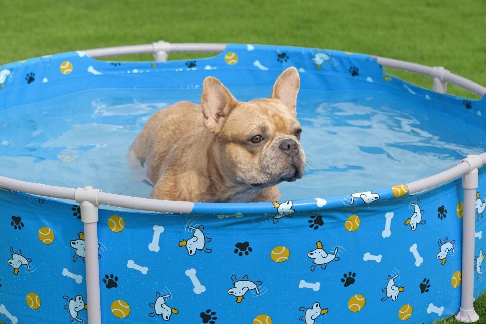 Bestway® 561KM Fetchin' Fun™ Köpek Oyun Havuzu