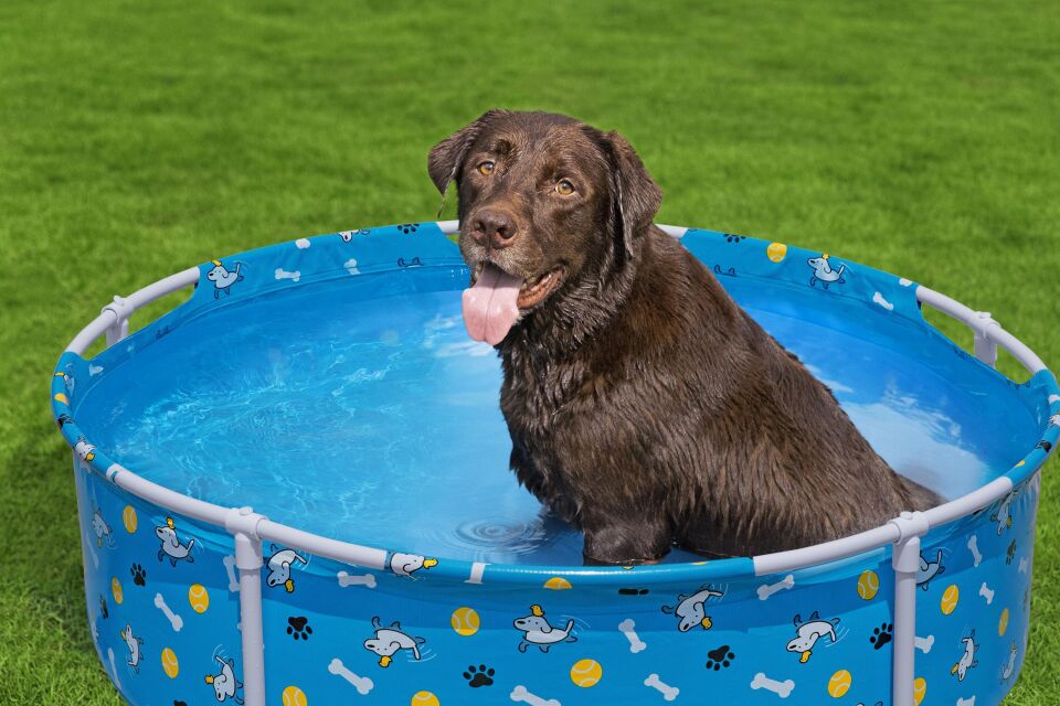 Bestway® 561KM Fetchin' Fun™ Köpek Oyun Havuzu