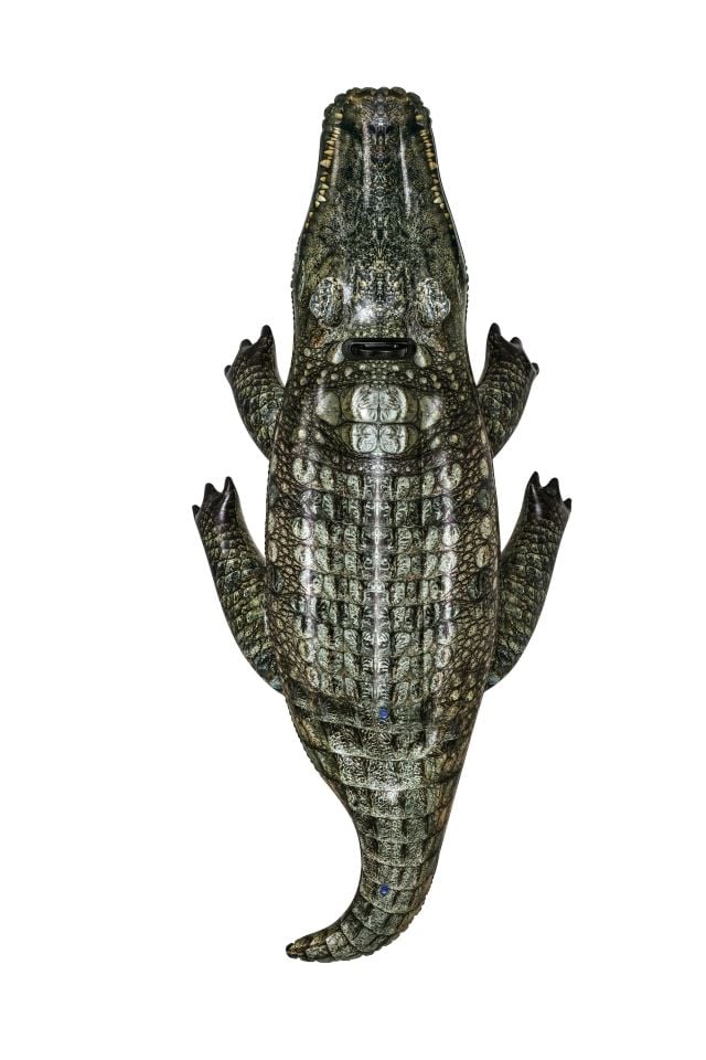 Bestway® 41478 Realistic Reptile™ Gerçekçi Timsah Binici 1,93 m x 94 cm